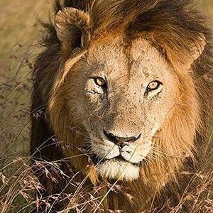 Meet your Posher, Geraldo